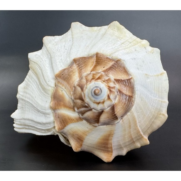 Other - Large 12" Natural Lightning Whelk Shell Coastal Beach Nautical Ocean Decor Left